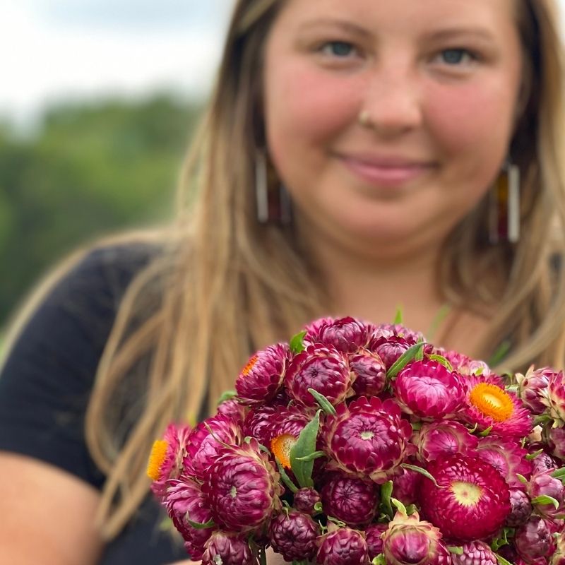 https://www.fruitionseeds.com/wp-content/uploads/organic-bright-rose-strawflower-flower-2.jpg