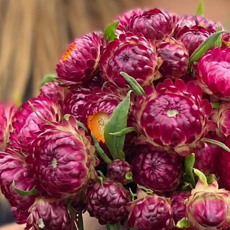 A strawflower by any other name