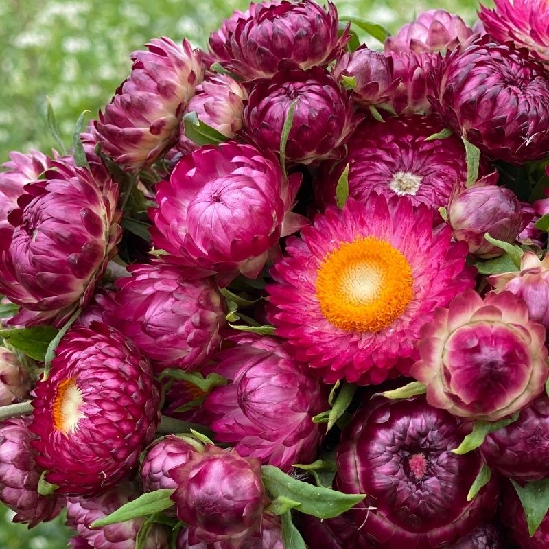 https://www.fruitionseeds.com/wp-content/uploads/organic-bright-rose-strawflower-flower.jpg