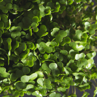 Organic Broccoli for Microgreens