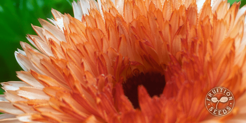 organic-calendula-fruition-seeds