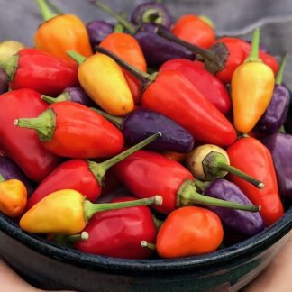 Organic Chinese Five-Color Hot Pepper