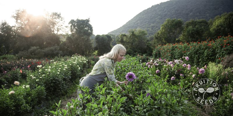 organic dahlia fruiton seeds