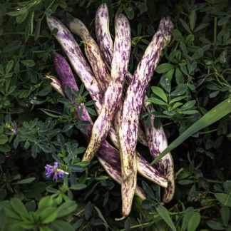 organic dragon tongue bean