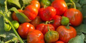 organic eggplant 4