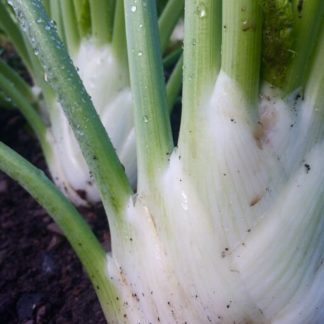 Organic Perfection Fennel