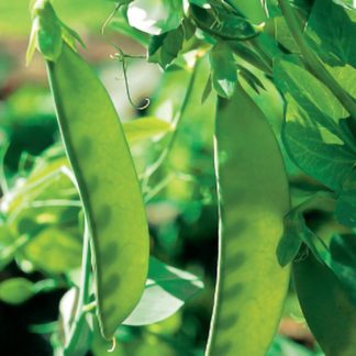 Organic Giant Swiss Snow Pea