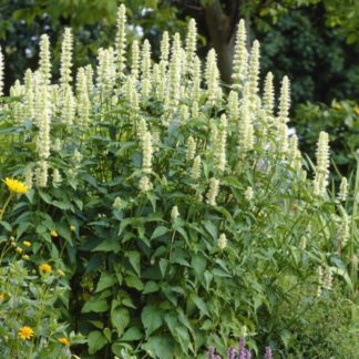 Organic Giant Yellow Hyssop (Native Perennial)