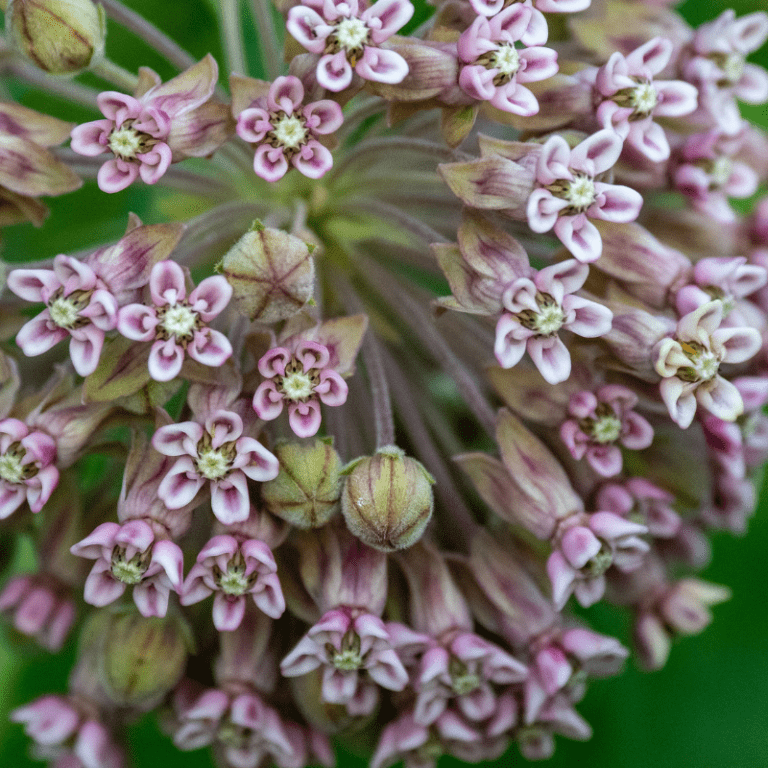 Organic Milkweed Fruition Seeds