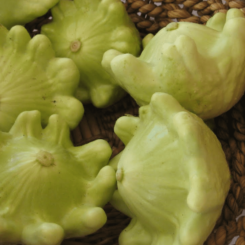 Patisson panaché Zucchini ‚Vert et Blanc‘-alte seltene Sorte ökologischer Anbau