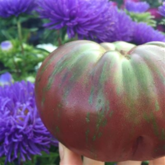 Organic Berkeley Pink Tie-Dye Tomato