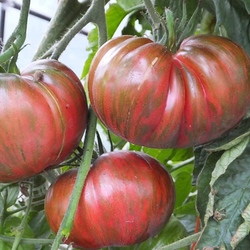 Organic Berkeley Pink Tie-Dye Tomato - Fruition Seeds