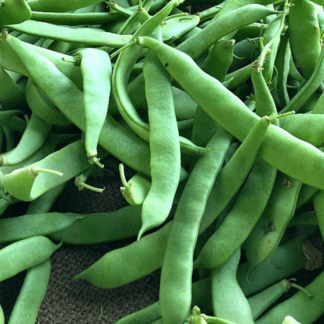 Organic Black Coco Bush Snap & Dry Bean