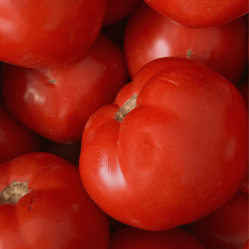 Heirloom 5+ seeds Fitoftoroustoichivy Tomato RESISTANT AND PRODUCTIVE!
