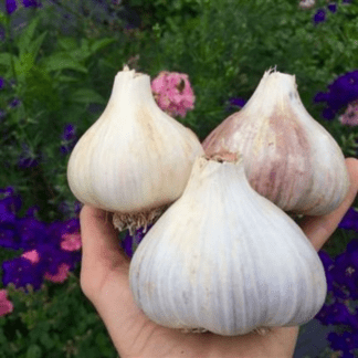 Organic Chesnok Red Hardneck Garlic