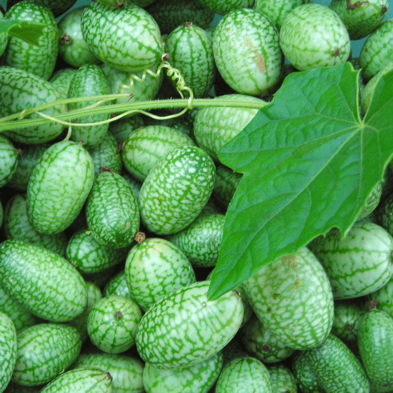 Mexican Sour Gherkin (Cucamelon) Cucumber Seeds - Heirloom – Hometown Seeds