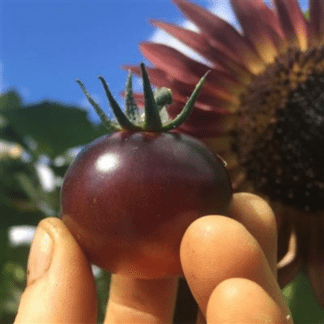 Organic Dancing with Smurfs Cherry Tomato