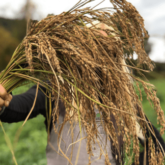 Organic Duborskian Rice