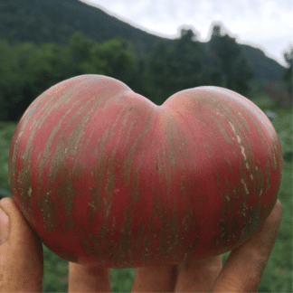 Organic Fred's Tie-Dye Dwarf Tomato
