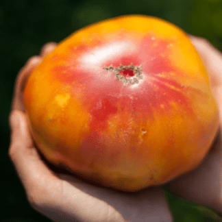 Organic Gold Medal Tomato