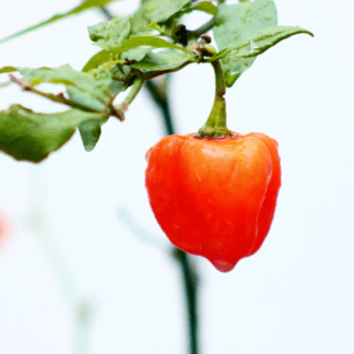 Organic Magnum Habanero Pepper