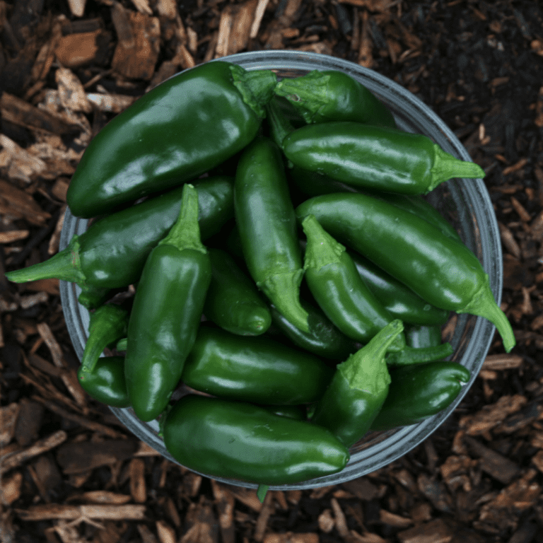 Organic Early Jalapeno Fruition Seeds