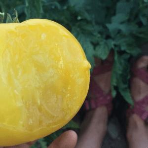Organic Lemon Ice Dwarf Tomato