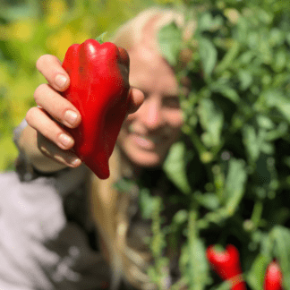 Organic Mountaineer Sweet Pepper