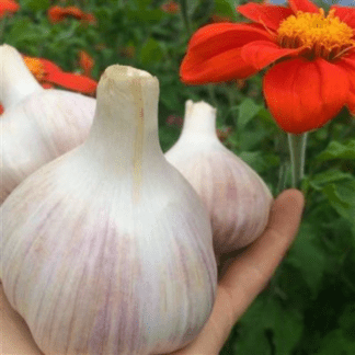 Organic Music Hardneck Garlic