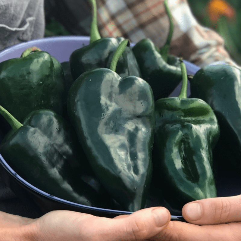 Poblanos Hot Peppers 50ct Non-Gmo Heirloom Peppers Ancho Grande Pepper Seeds 