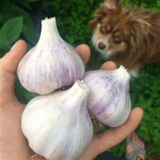 Organic Red Rezan Hardneck Garlic
