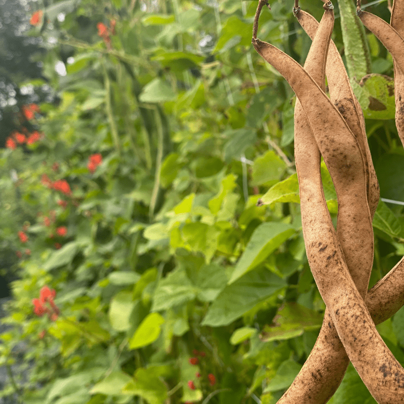 Organic Scarlet Emperor Runner Pole Bean Fruition Seeds