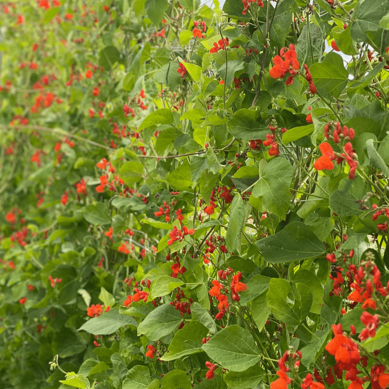 Organic Scarlet Emperor Runner Pole Bean Fruition Seeds