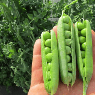 Organic Laxton's Progress #9 Dwarf Shelling Pea