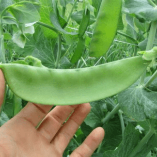 Organic Oregon Sugar Pod II Snow Pea