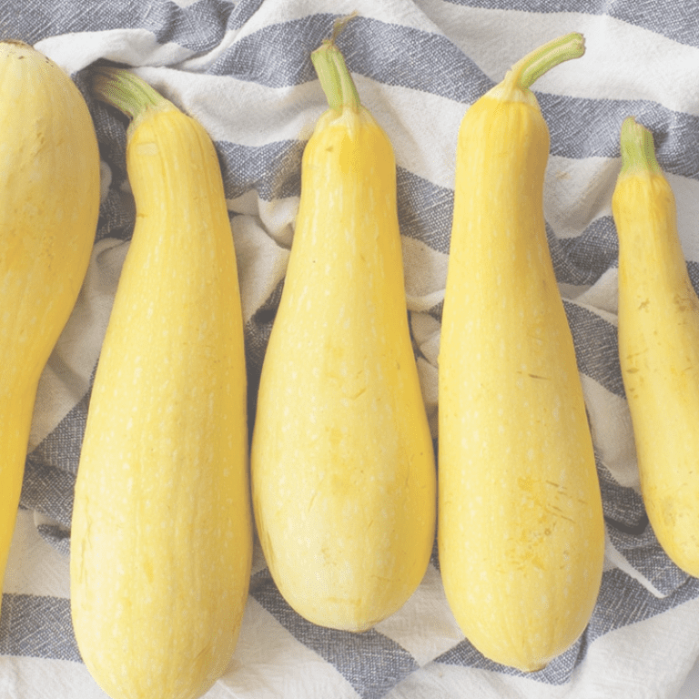 Organic Success PM Yellow Summer Squash Fruition Seeds