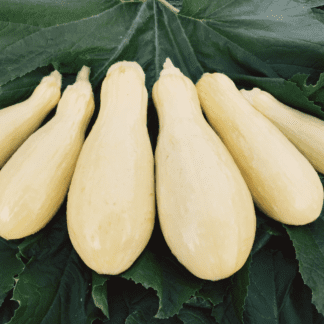 Organic Success PM Yellow Summer Squash