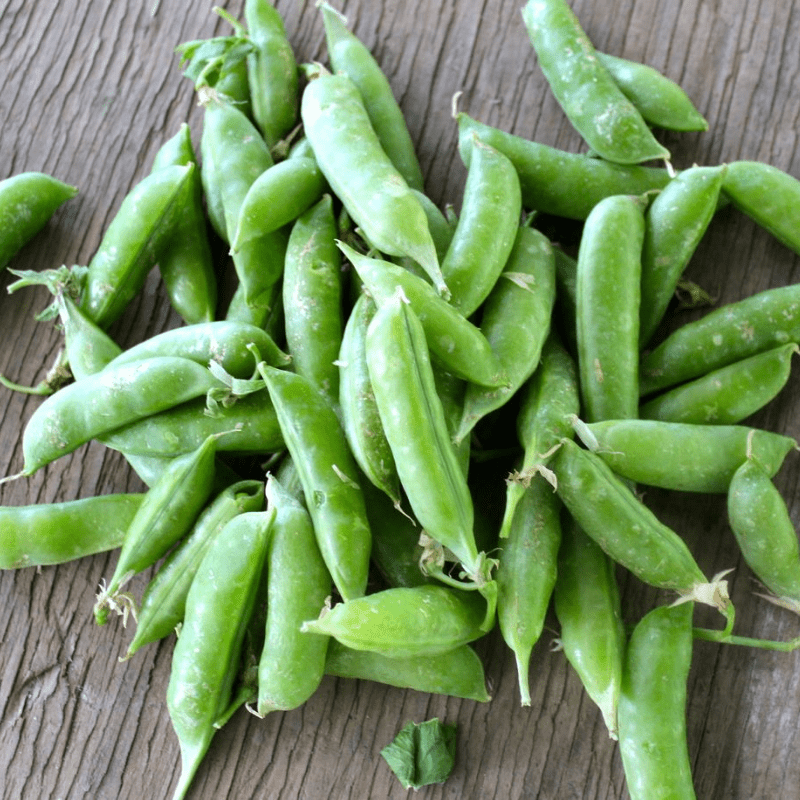 Details about   Sugarsnap Pea SUGAR ANN 15 Seeds HEIRLOOM WINTER Vegetable Garden DWARF snappeas