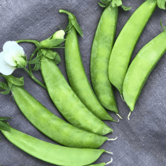 Organic Sugar Ann Dwarf Snap Pea