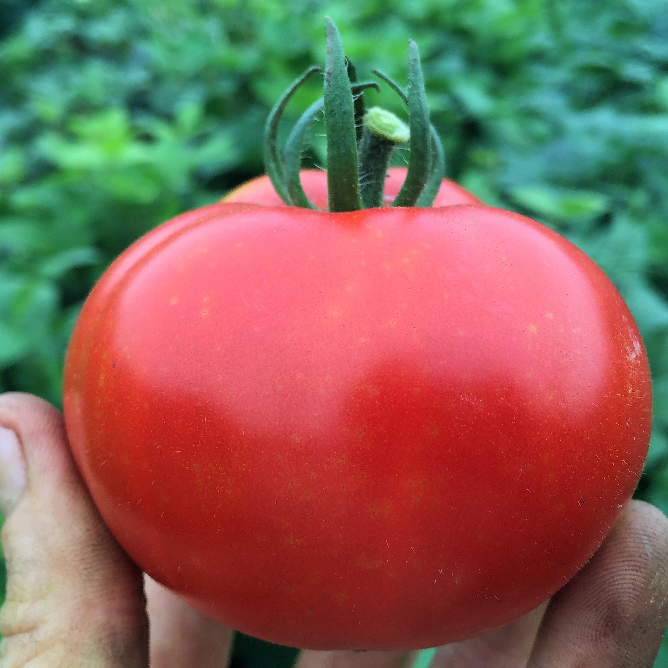 Iditarod Red Dwarf Tomato