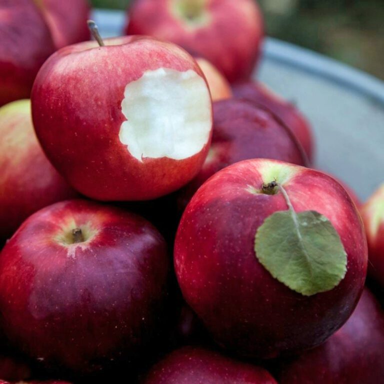 Events Fruition Seeds