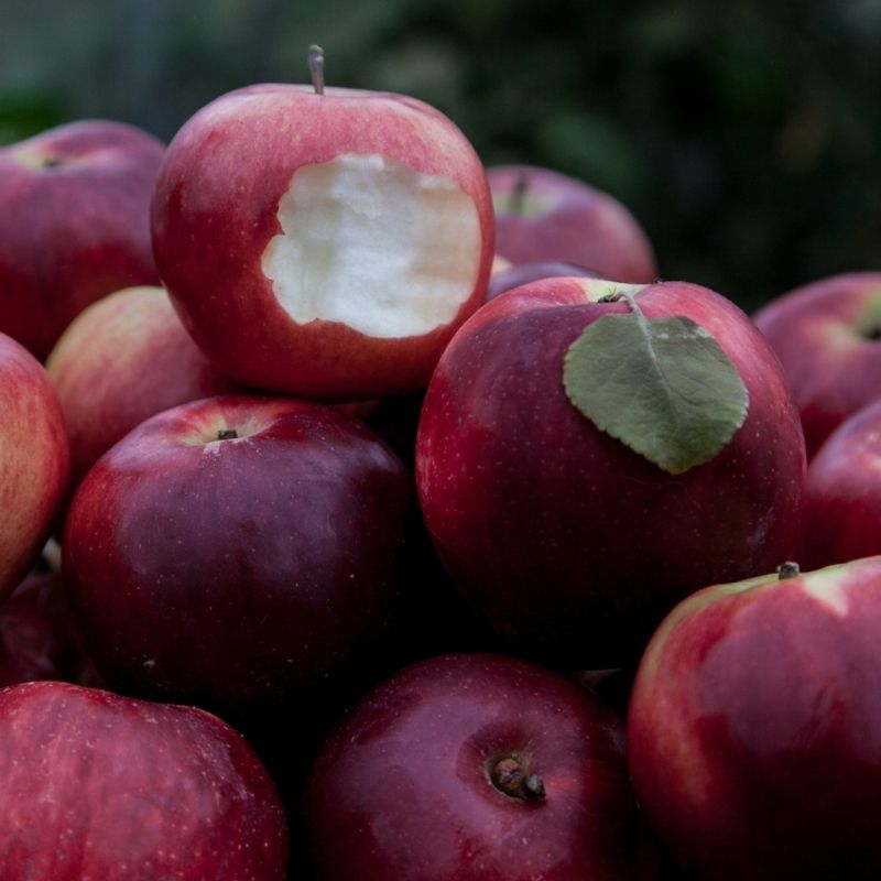 Events 18 organic liberty apple