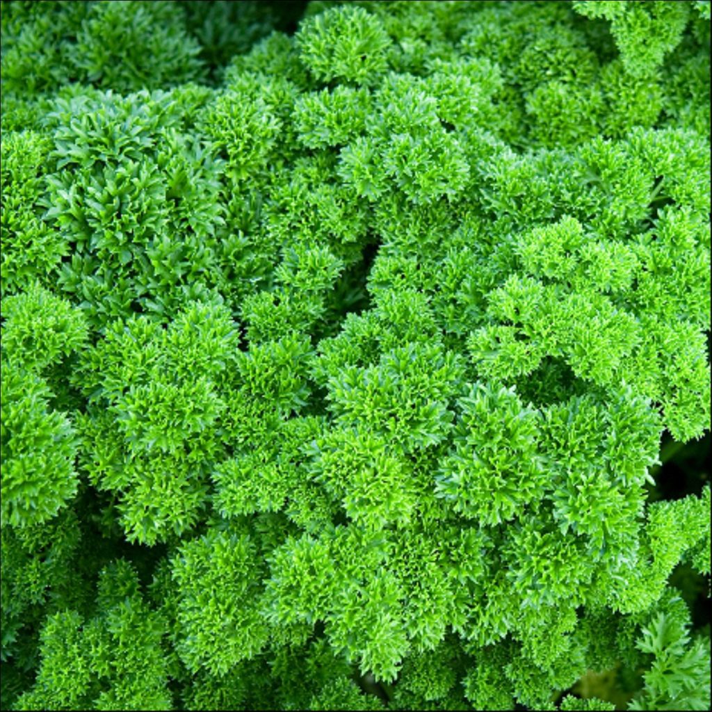 organic moss curled parsley herb 1 1