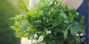 organic-parsley-fruition-seeds