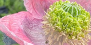 organic poppy 3