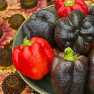 Organic Purple Beauty Sweet Bell Pepper