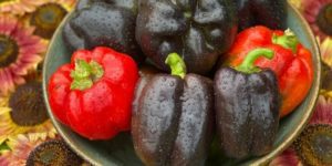 organic purple beauty sweet bell pepper 6
