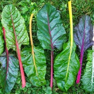 Organic Rainbow Swiss Chard