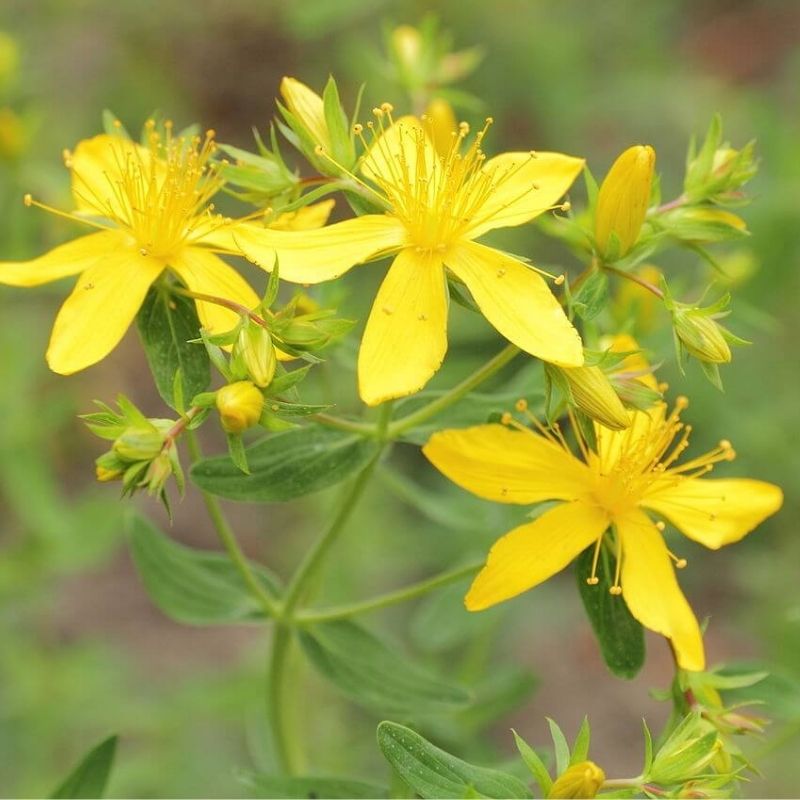 Image of Yarrow st john's wort companion planting