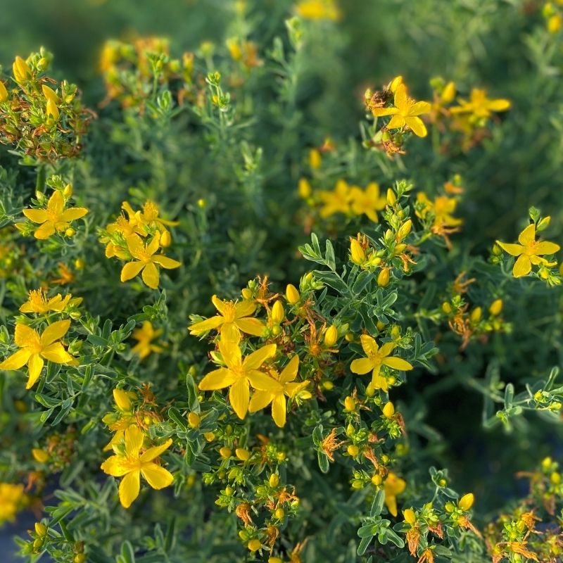thumbnail image 2 of 501+ St. John's Wort Seeds – Perennial Native Wildflower, Medicinal Herb, Easy To Grow (Hypericum Phyramidatum) 2 of 4